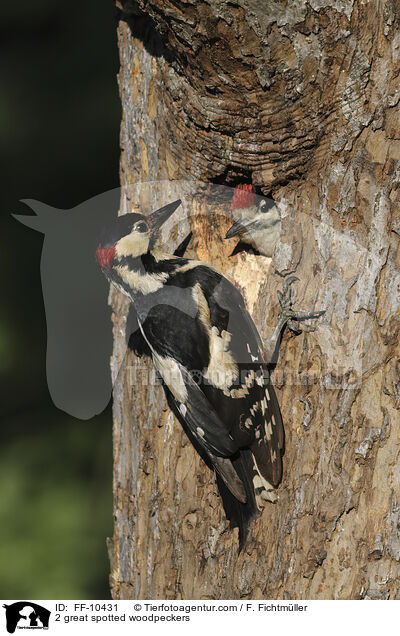 2 great spotted woodpeckers / FF-10431
