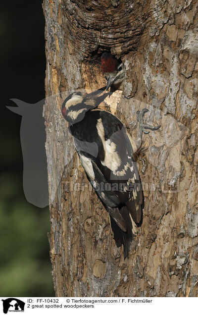 2 great spotted woodpeckers / FF-10432