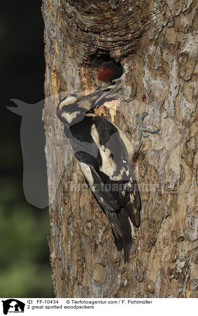 2 great spotted woodpeckers / FF-10434