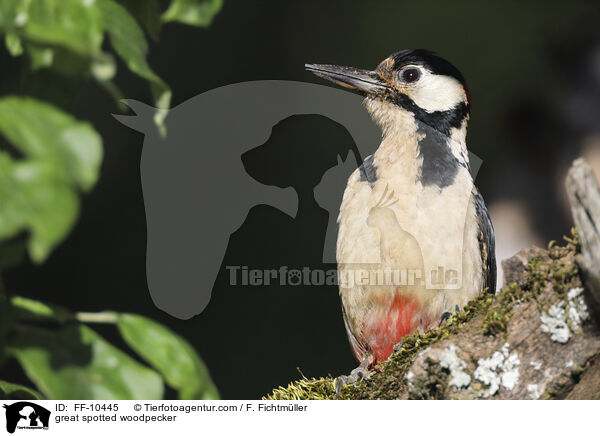 great spotted woodpecker / FF-10445