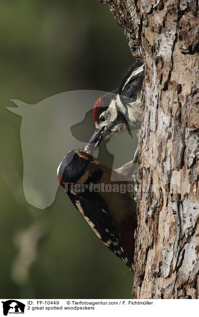 2 great spotted woodpeckers / FF-10449