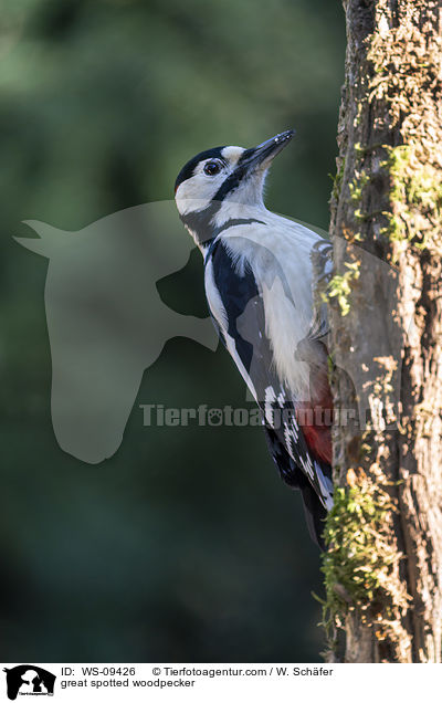 great spotted woodpecker / WS-09426