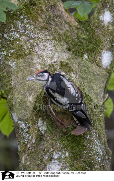 young great spotted woodpecker / WS-09599