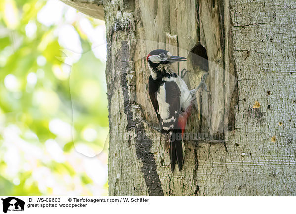 great spotted woodpecker / WS-09603