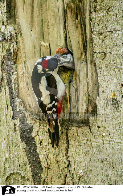young great spotted woodpecker is fed / WS-09604