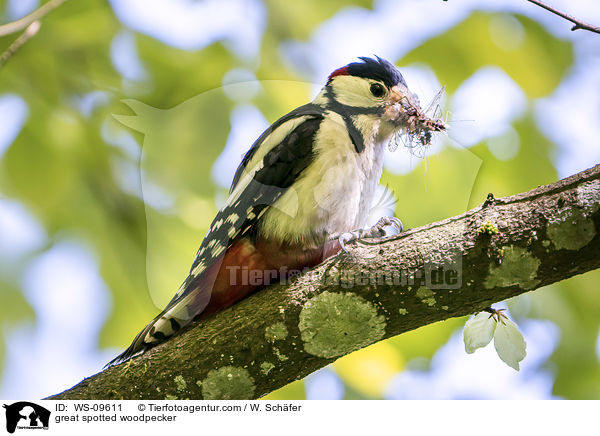 great spotted woodpecker / WS-09611
