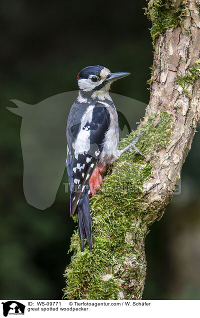 great spotted woodpecker / WS-09771