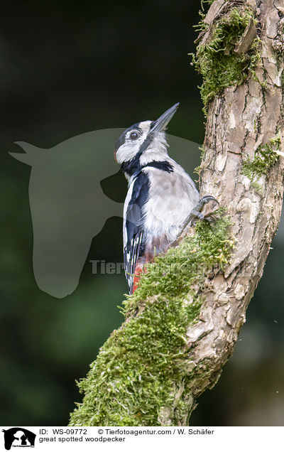 great spotted woodpecker / WS-09772