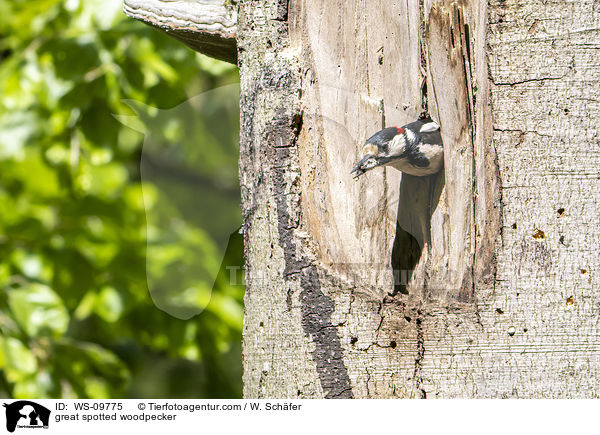 great spotted woodpecker / WS-09775