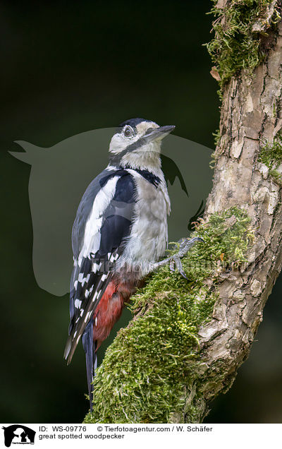 great spotted woodpecker / WS-09776