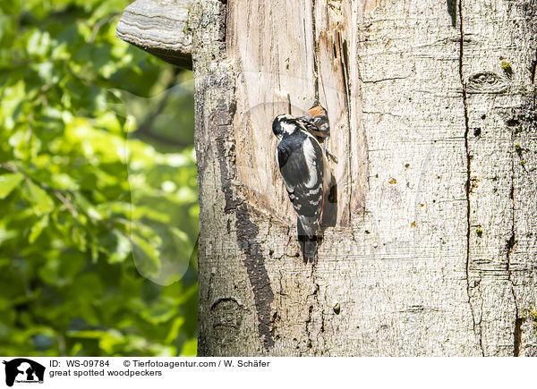 great spotted woodpeckers / WS-09784