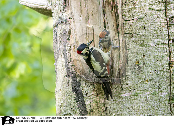 great spotted woodpeckers / WS-09786