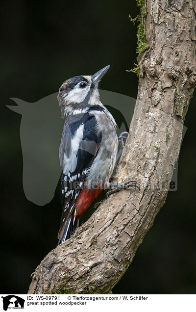 great spotted woodpecker / WS-09791