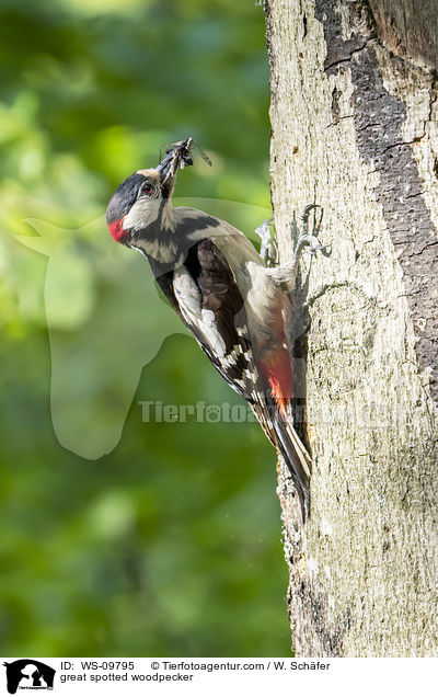 great spotted woodpecker / WS-09795