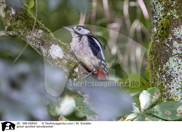 great spotted woodpecker / WS-09800