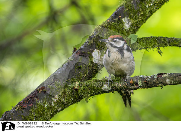great spotted woodpecker / WS-09832