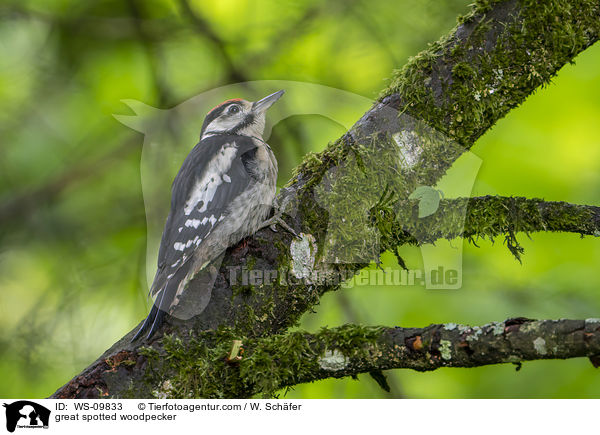 great spotted woodpecker / WS-09833