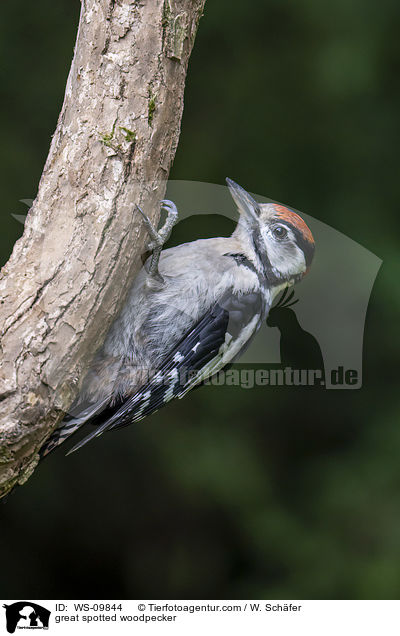 great spotted woodpecker / WS-09844