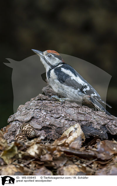 great spotted woodpecker / WS-09845