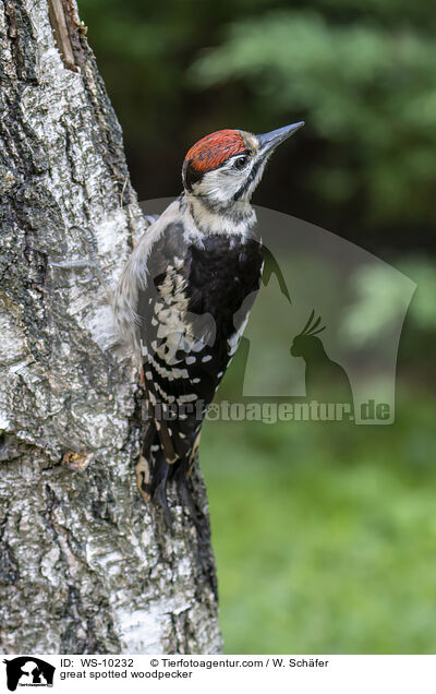 great spotted woodpecker / WS-10232