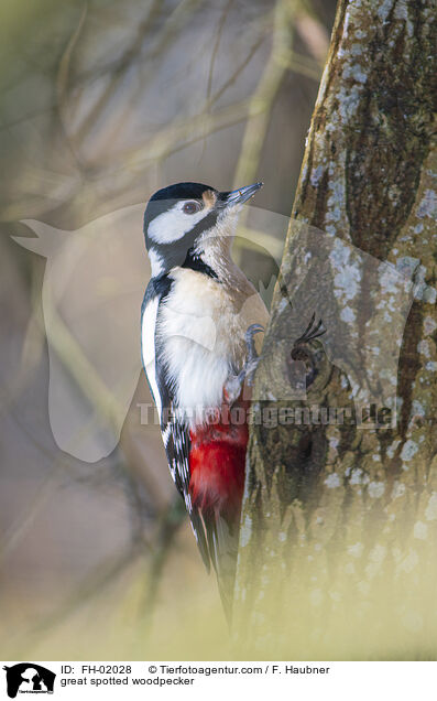 great spotted woodpecker / FH-02028