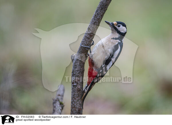 great spotted woodpecker / FH-02083