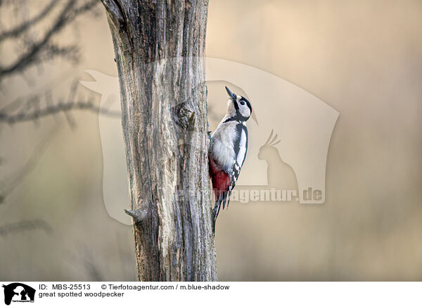 great spotted woodpecker / MBS-25513