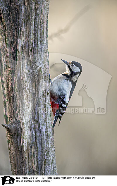 great spotted woodpecker / MBS-25519