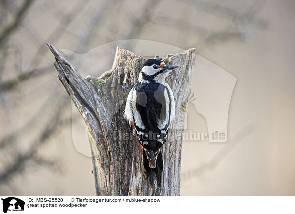 great spotted woodpecker / MBS-25520