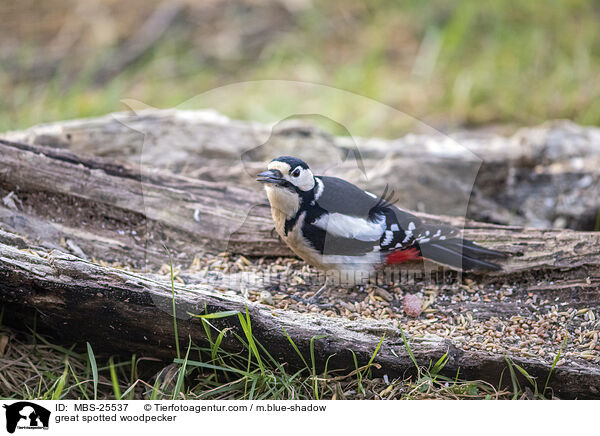 great spotted woodpecker / MBS-25537