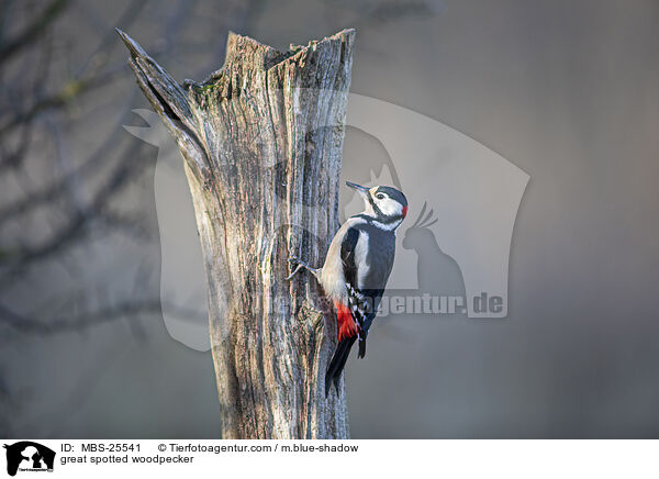 great spotted woodpecker / MBS-25541