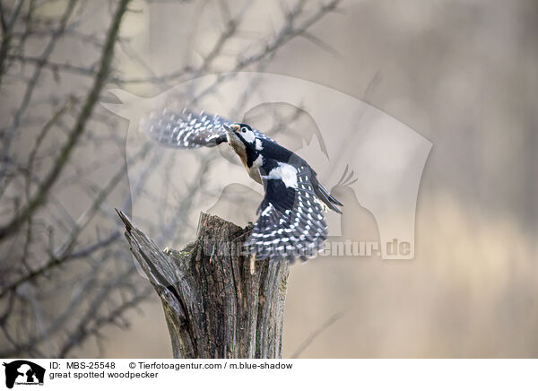great spotted woodpecker / MBS-25548