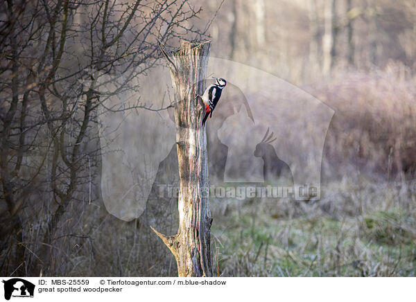great spotted woodpecker / MBS-25559