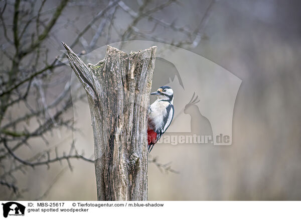 great spotted woodpecker / MBS-25617