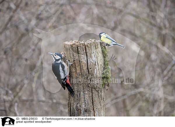 great spotted woodpecker / MBS-25633