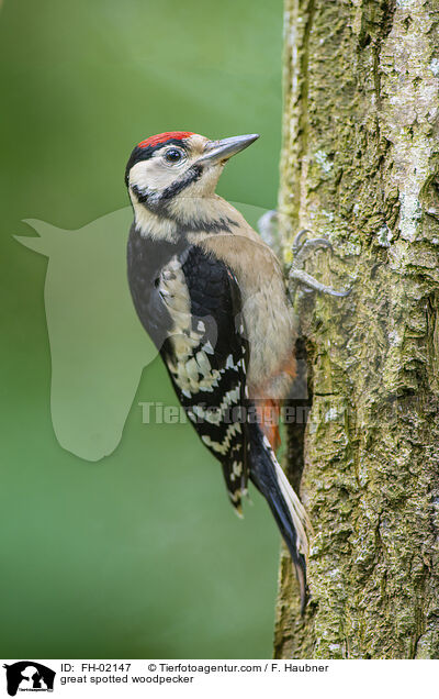 great spotted woodpecker / FH-02147
