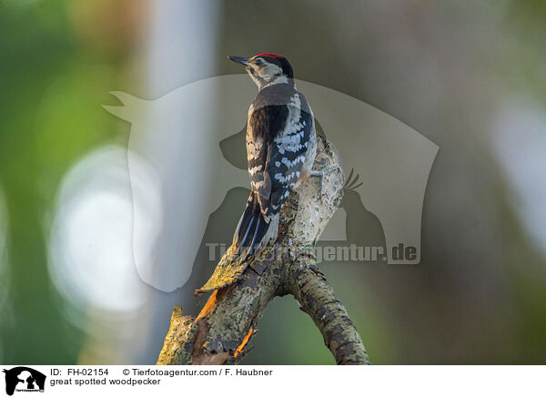 great spotted woodpecker / FH-02154