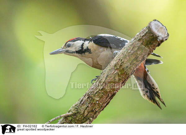 great spotted woodpecker / FH-02162