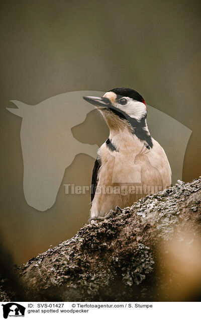 great spotted woodpecker / SVS-01427