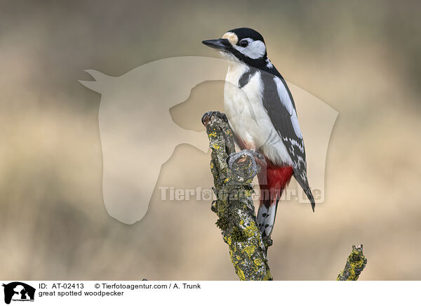 Buntspecht / great spotted woodpecker / AT-02413