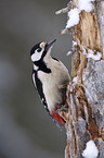 great spotted woodpecker