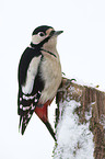 great spotted woodpecker