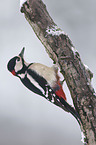 great spotted woodpecker