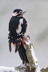 great spotted woodpecker