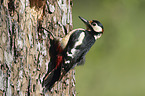 Great spotted Woodpecker