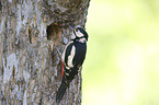 Great spotted Woodpecker