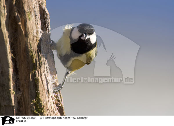 Kohlmeise / great tit / WS-01369