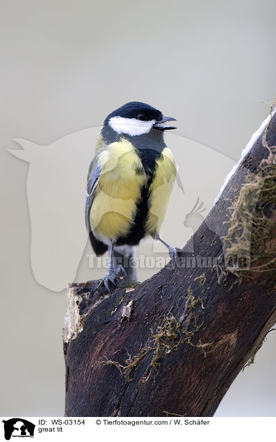 Kohlmeise / great tit / WS-03154