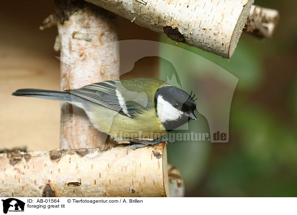 foraging great tit / AB-01564