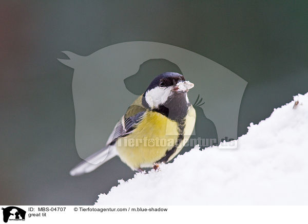 great tit / MBS-04707